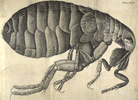 Robert Hooke, Micrographia