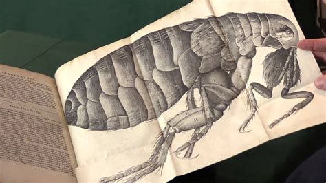 Robert Hooke. Micrographia   YouTube