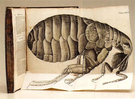 Robert Hooke, Micrographia,1665 | Scientific drawing ...