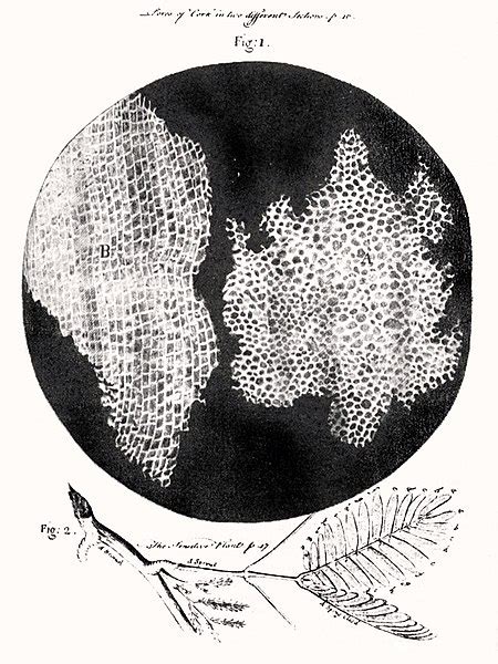 Robert Hooke ⋆ La fille dans la lune