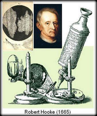 Robert Hooke was the scientist who created the compound ...