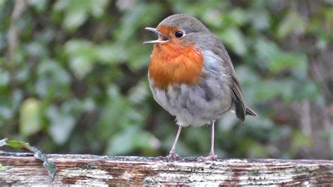 Robin Bird Chirping and Singing   Song of Robin Red Breast ...