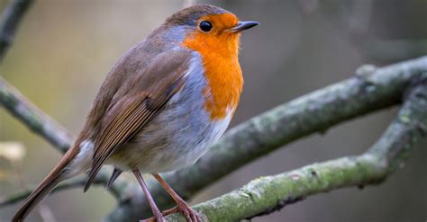 Robin Bird Facts | AZ Animals