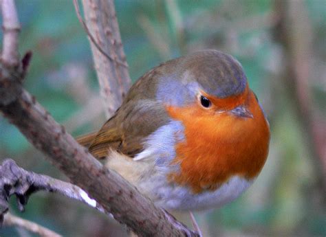 Robin Bird Facts   Robin Bird Species & Diet