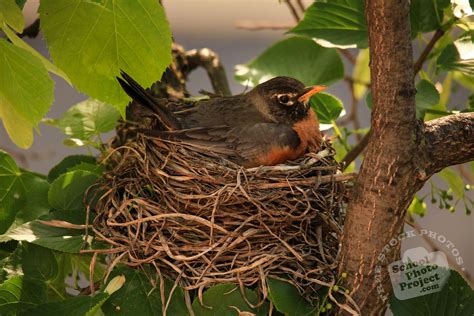 Robin Bird, FREE Stock Photo: Robin Incubates Her Eggs ...