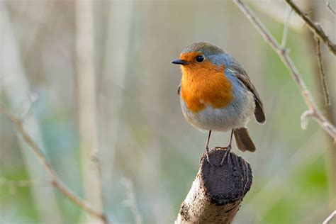 Robin | Bird Identification Guide | Bird Spot