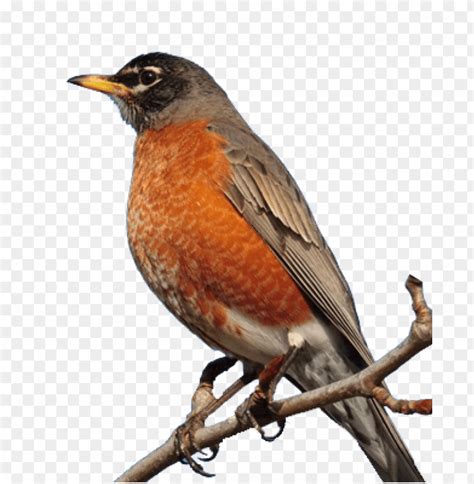 robin bird png 10 free Cliparts | Download images on ...