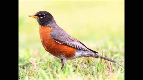 Robin bird sound   call and song in 2020 | Common birds ...