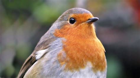 Robin Birds Chirping and Singing in The Autumn Rain   YouTube