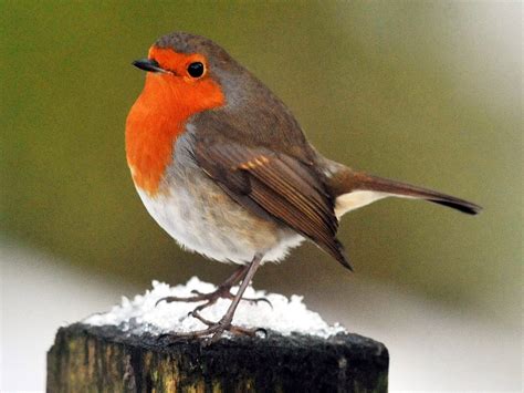 Robin crowned as UK s national bird: It s aggressive ...