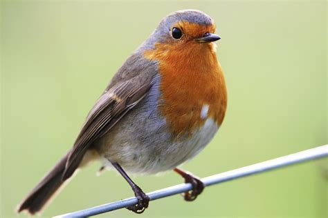 Robin | The Life of Animals