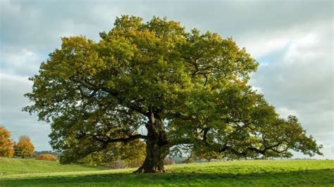 Roble, características y cuidados   Jardinatis | Trees to ...