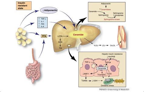 Role of ceramides in nonalcoholic fatty liver disease ...