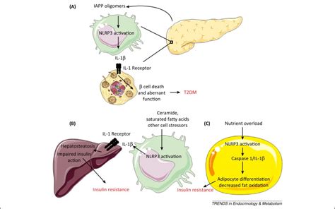Role of interleukins in obesity: implications for ...