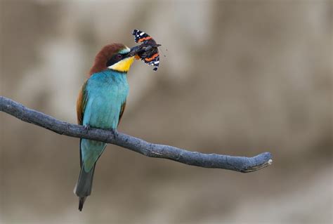 Rollers, Bee Eaters & more of Bulgaria Photography Holiday ...
