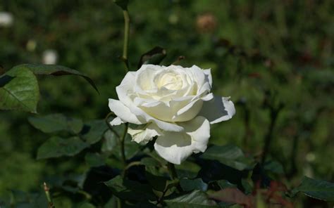 Rosa blanca silvestre :: Imágenes y fotos