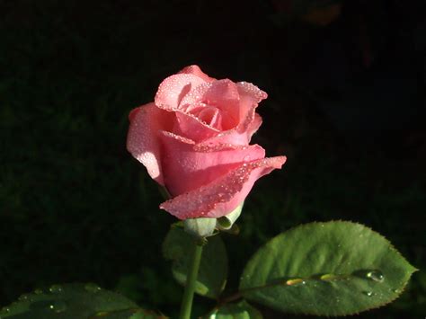 Rosa Hermosa Imagen & Foto | plantas, flores, naturaleza Fotos de ...