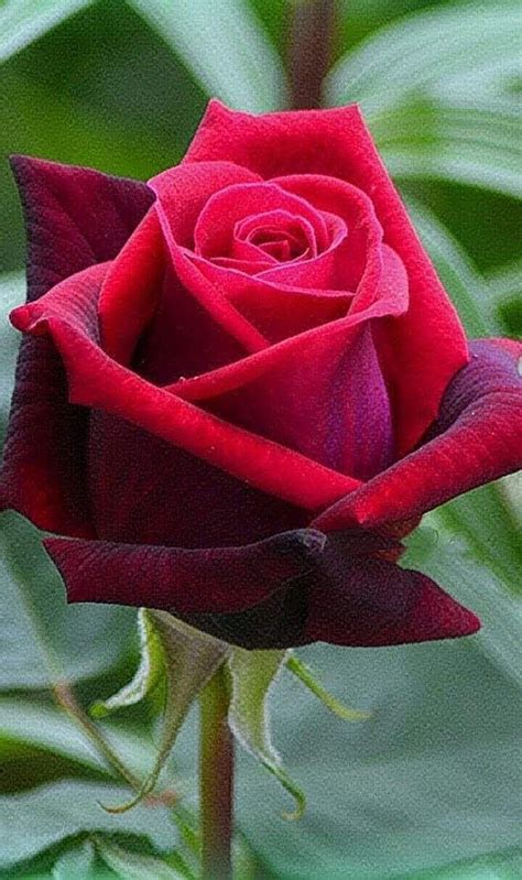 Rosa roja | Flores hermosas rosas, Rosas bonitas, Flores bonitas