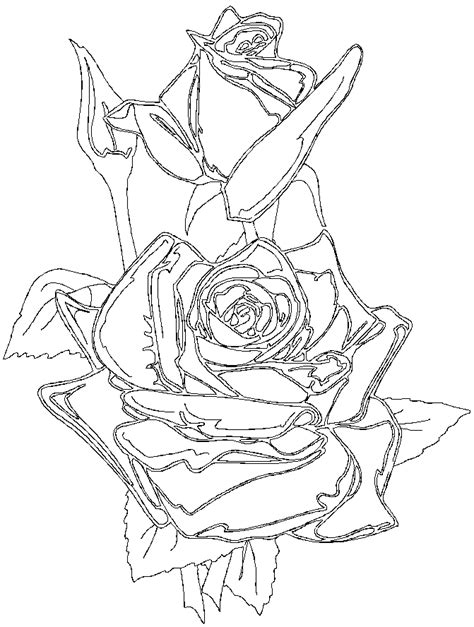 rosa sant jordi dibujo para pintar