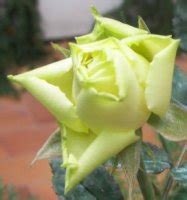 Rosa verde – Michele Pinto