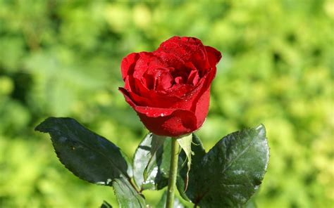 Rosa vermelha silvestre HD | ImagensWiki.com