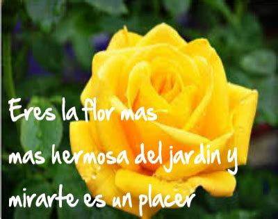 Rosas Amarillas Con Frases De Amor Para Dedicar   IMÁGENES DE FLORES ...