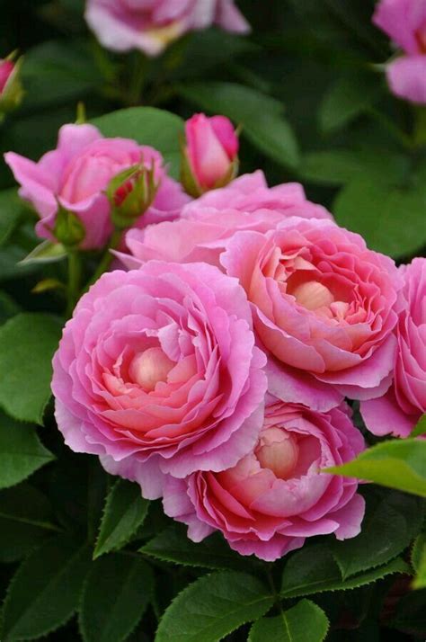 Rosas bellas Google+ | Flores bonitas, Rosas bonitas, Flores exóticas