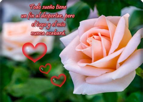 Rosas con frases de amor y amistad para dedicar a mi novio, novia ...