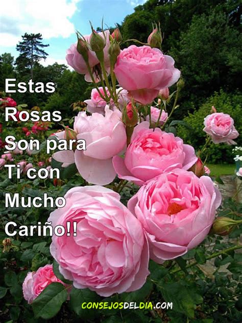 Rosas con mensajes bonitas | Musicadelrecuerdo.org