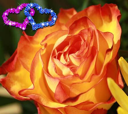 Rosas de Amor Roses of Love – ROSAS DE AMOR