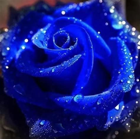Rosas Del Amor Azules Hermosas, Exóticas Flores Semillas ...