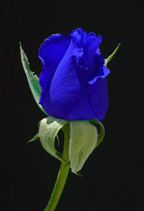 Rosas Del Amor Azules Hermosas, Exóticas Flores Semillas   S/ 39,99 en ...