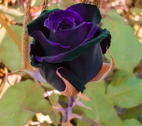 Rosas exóticas: Todo lo que debes saber de estas flores
