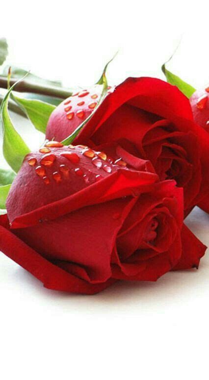 Rosas | Fotos de rosas rojas, Rosas rojas hermosas, Rosas bonitas