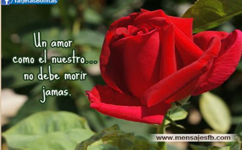 Rosas Hermosas Con Frases De Amor Para Dedicar | IMÁGENES ...