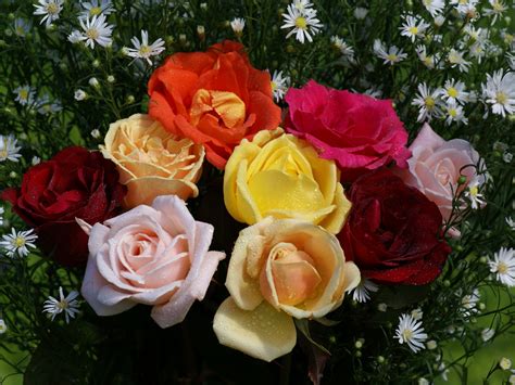 Rosas hermosas: Fotos rosas más bellas, fondos de pantalla rosas