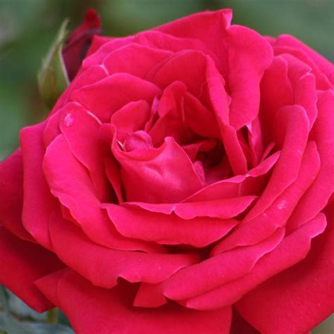 Rosas Rojas de amor | Cientos de Imagenes