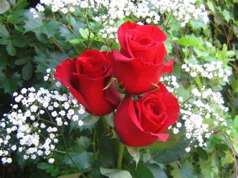 Rosas rojas HD | FondosWiki.com