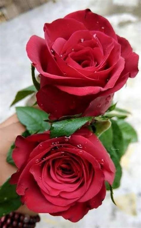 Rosas rojas maravillosas | Beautiful flowers pictures, Beautiful roses ...