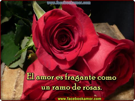 Rosas rojas para enamorar   Imagui