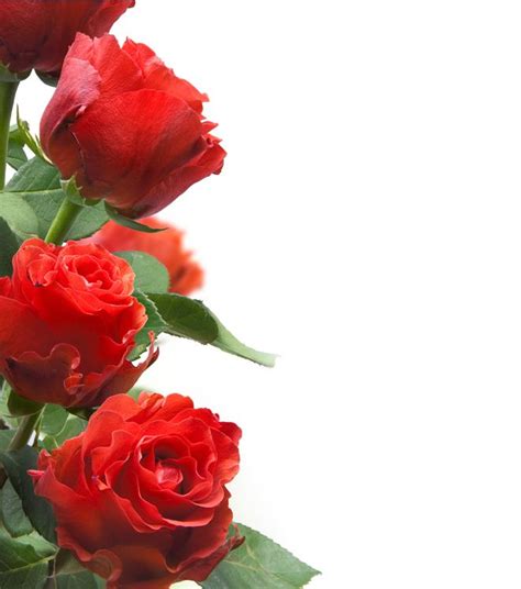 Rosas rojas  | Rosa roja, Flores, Día de san valentin