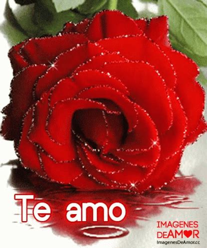 Rosas Te Amo GIF   Rosas TeAmo Roses   Discover & Share GIFs