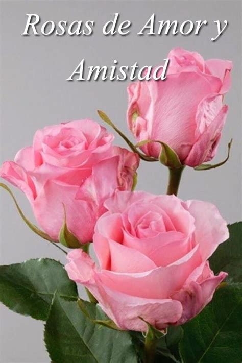 Rosas y Flores Hermosas De Colores Para Enamorar for Android   APK Download