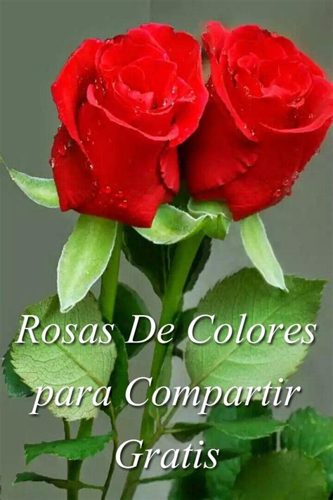Rosas y Flores Hermosas De Colores Para Enamorar for Android   APK Download