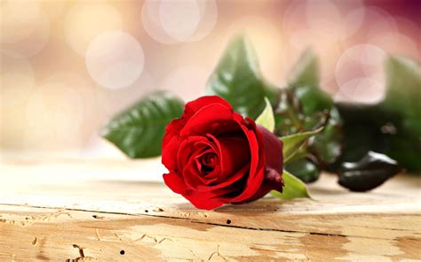 rose, Flowers, Romance, Love, For, Red, Spring, Emotions, Life ...