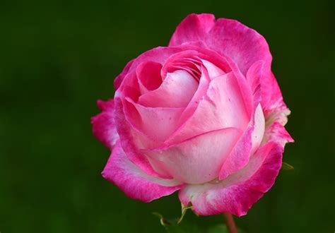 Rose Pink · Free photo on Pixabay