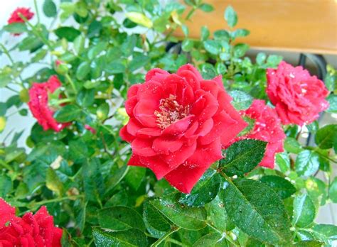 Rose Planta Plantas Ornamentales · Foto gratis en Pixabay