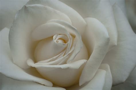 Rose White | Free Stock Photo | White rose | # 17892