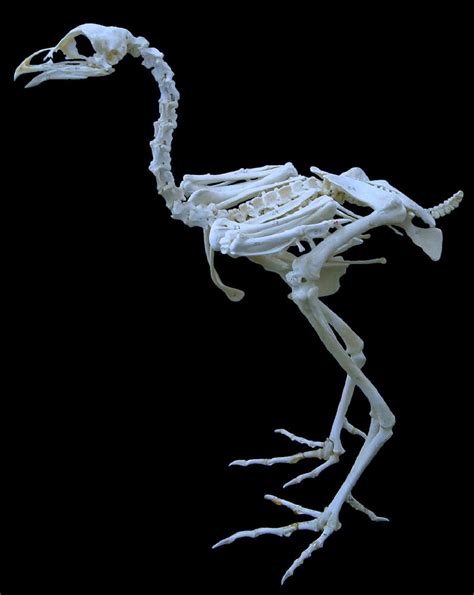 Rotular sobre el esqueleto de ave  gallina  los huesos más ...