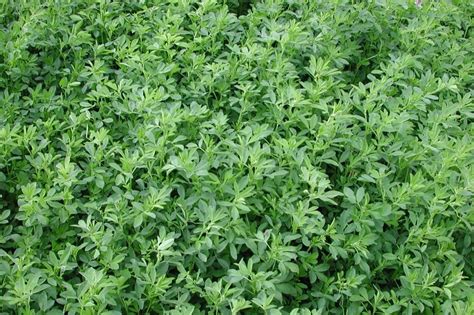 Roundup Ready alfalfa primed for launch in East | Country Guide